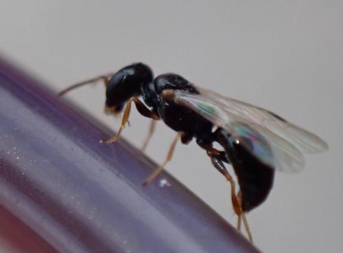 Spilomena sp.